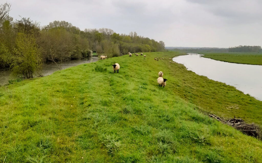 En Vendée, des moutons entretiennent la digue des Noailles (85)